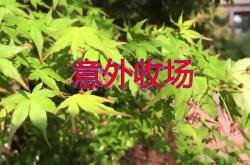 华体会体育-鬼鬼祟祟的比赛走了个排列组合，造成意外收场